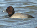 Common Pochard x Tufted Duck hybrid
